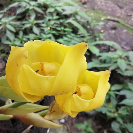 奥克萨潘帕Refugio De Orquideas别墅 外观 照片