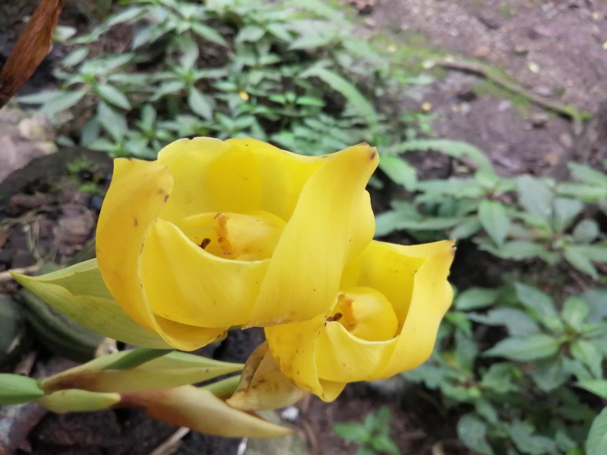 奥克萨潘帕Refugio De Orquideas别墅 外观 照片
