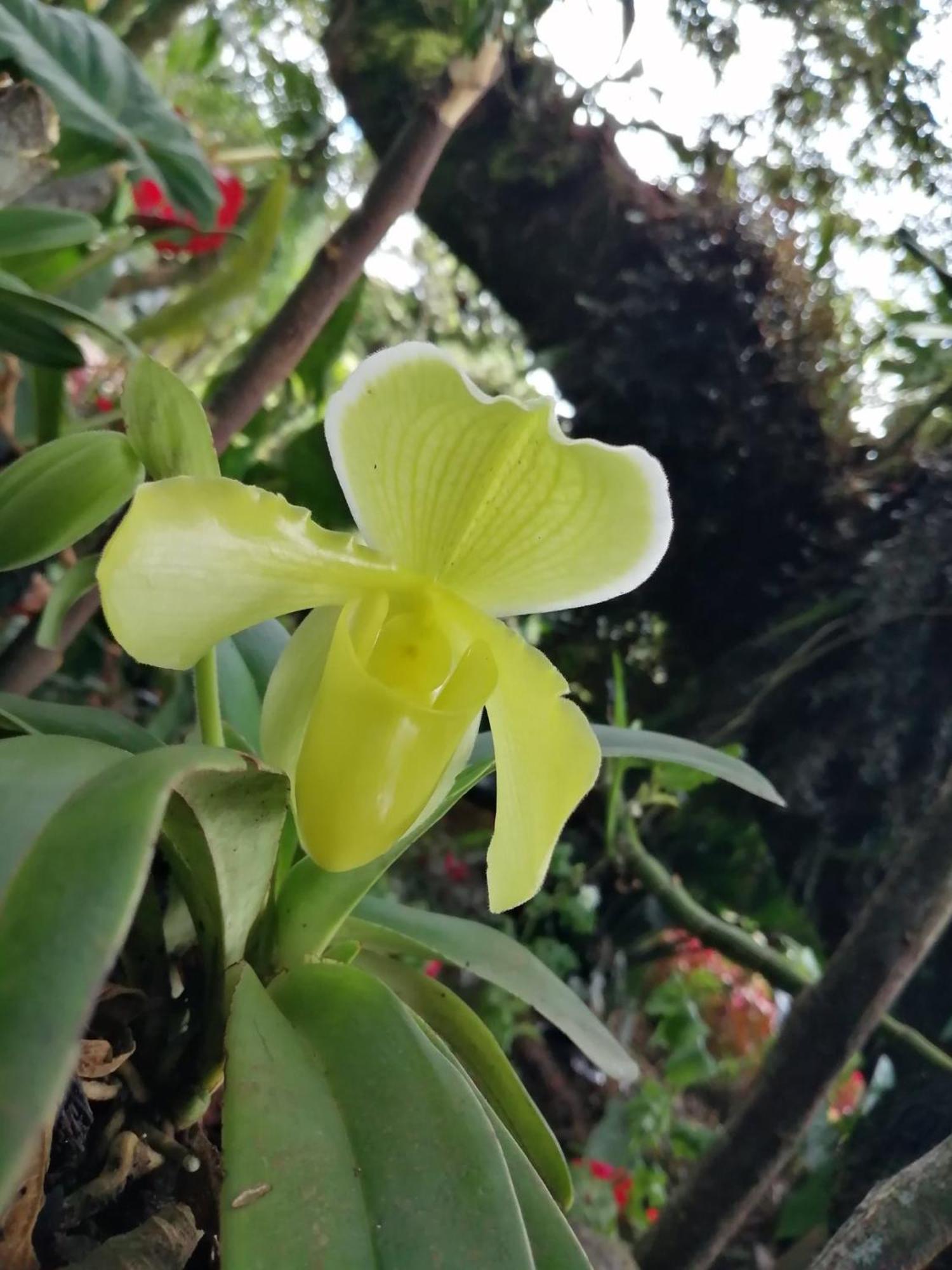 奥克萨潘帕Refugio De Orquideas别墅 外观 照片