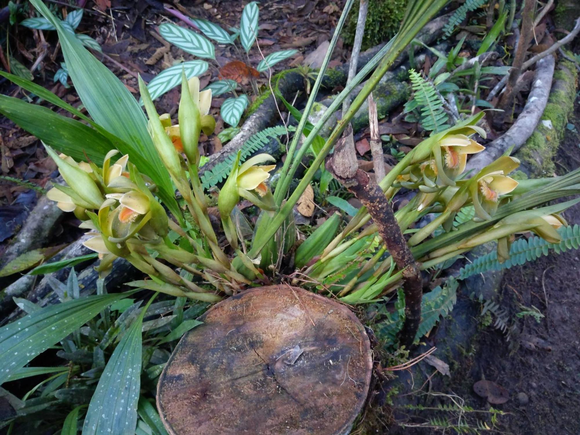 奥克萨潘帕Refugio De Orquideas别墅 外观 照片