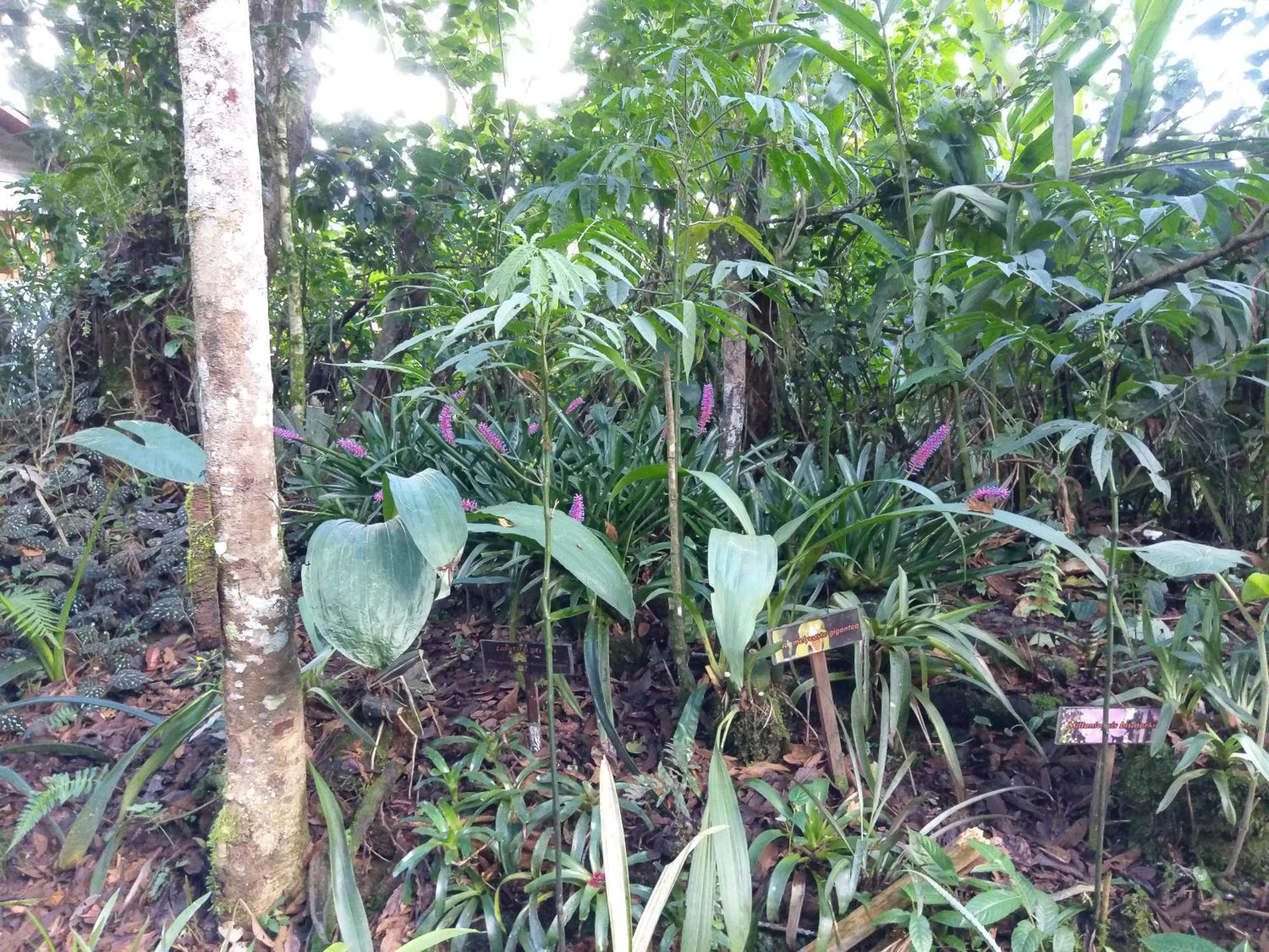 奥克萨潘帕Refugio De Orquideas别墅 外观 照片