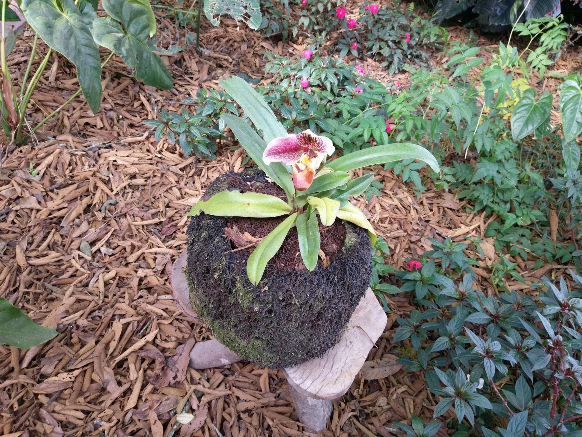 奥克萨潘帕Refugio De Orquideas别墅 外观 照片