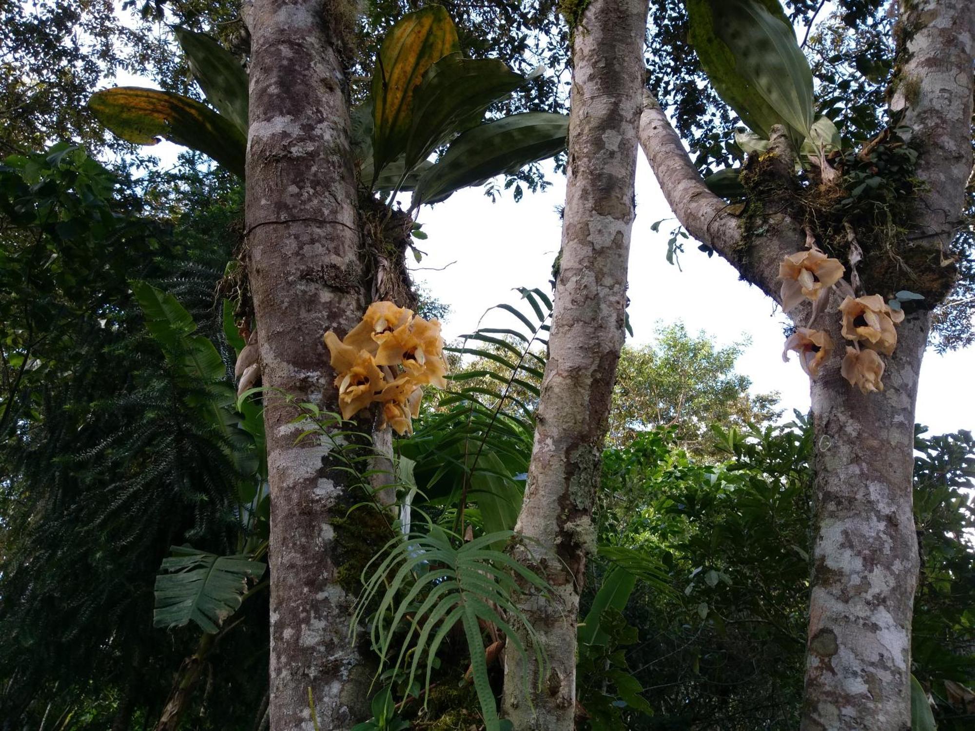 奥克萨潘帕Refugio De Orquideas别墅 外观 照片
