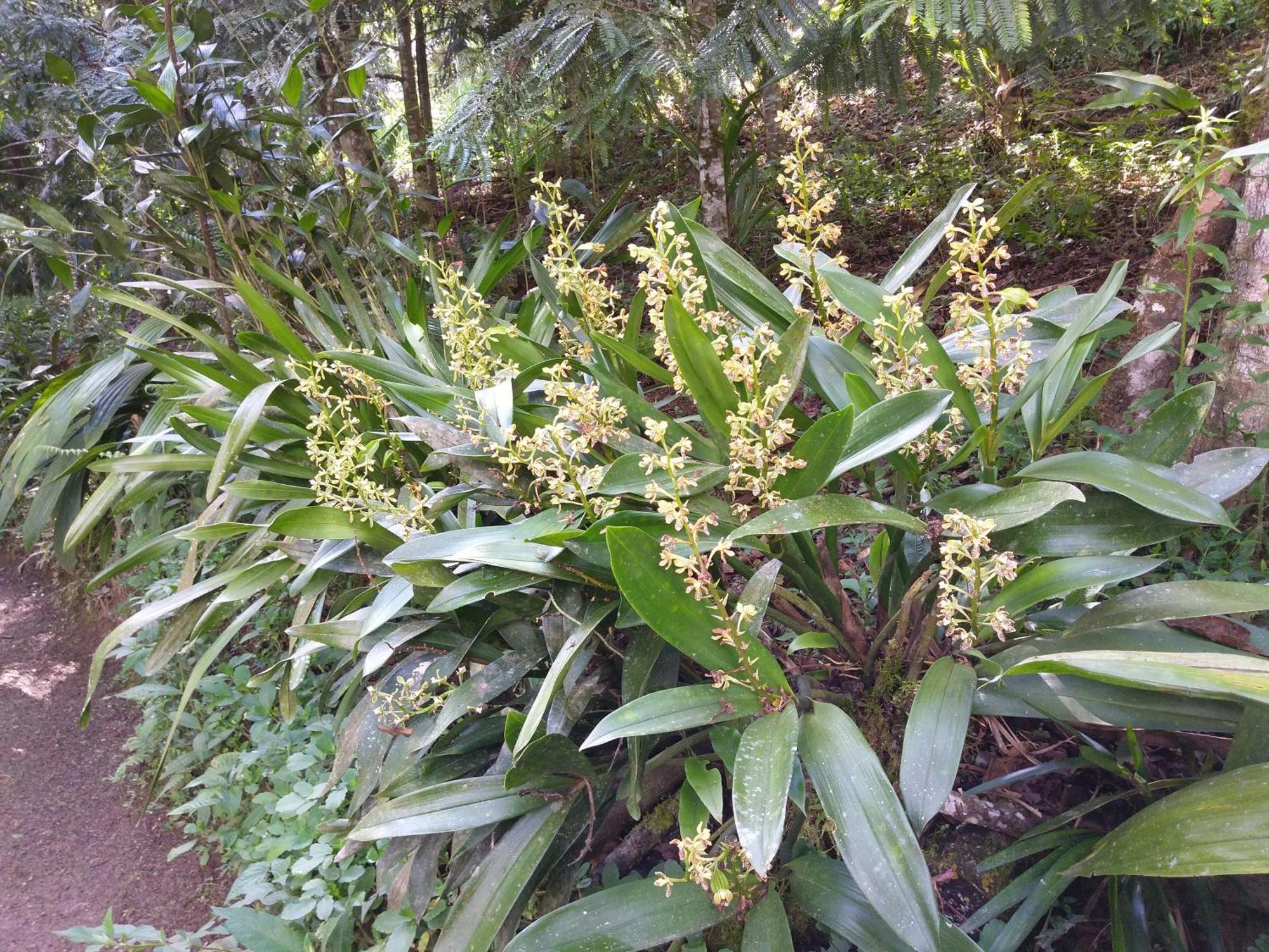 奥克萨潘帕Refugio De Orquideas别墅 外观 照片