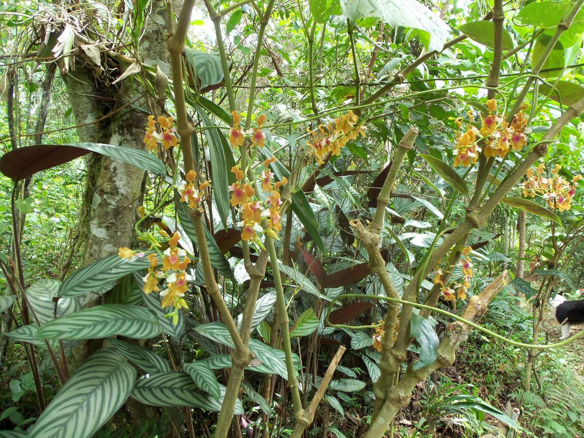 奥克萨潘帕Refugio De Orquideas别墅 外观 照片