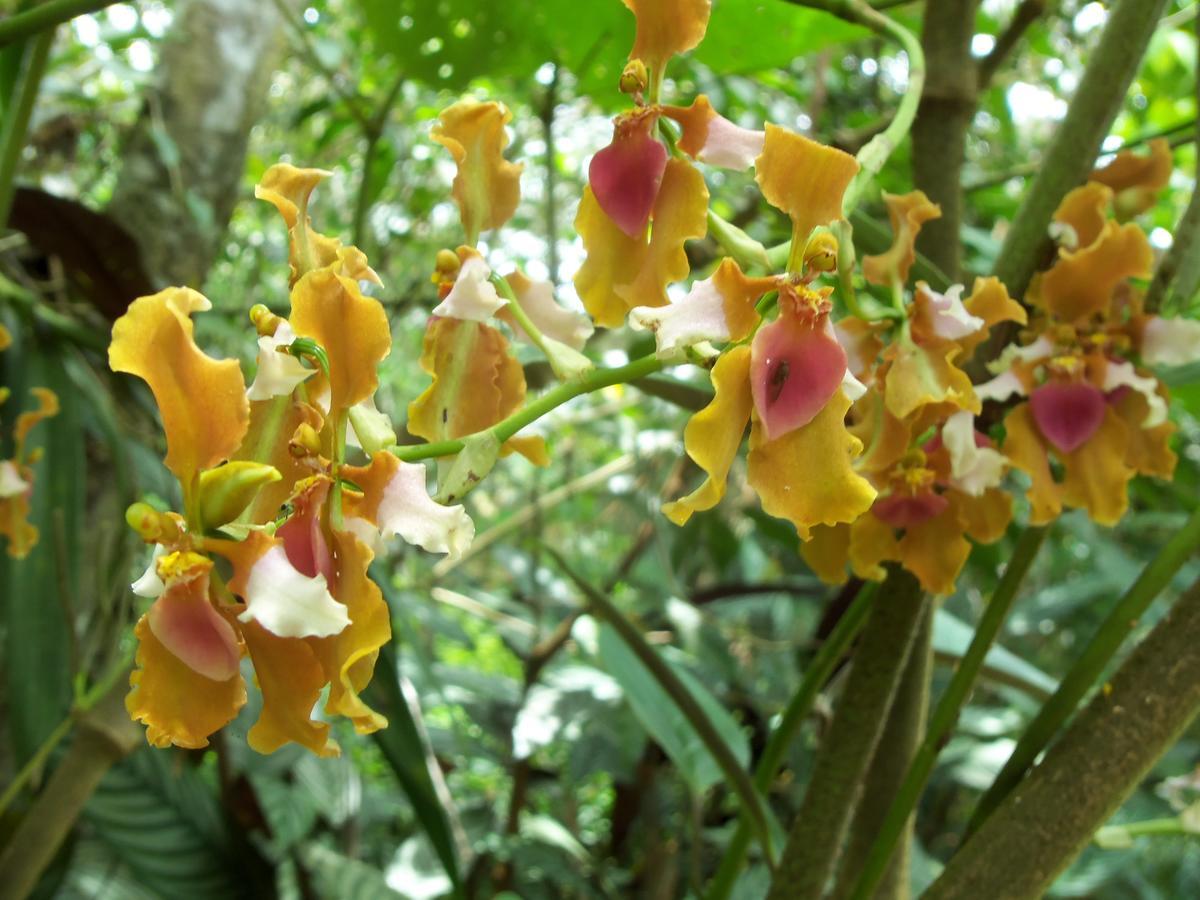 奥克萨潘帕Refugio De Orquideas别墅 外观 照片