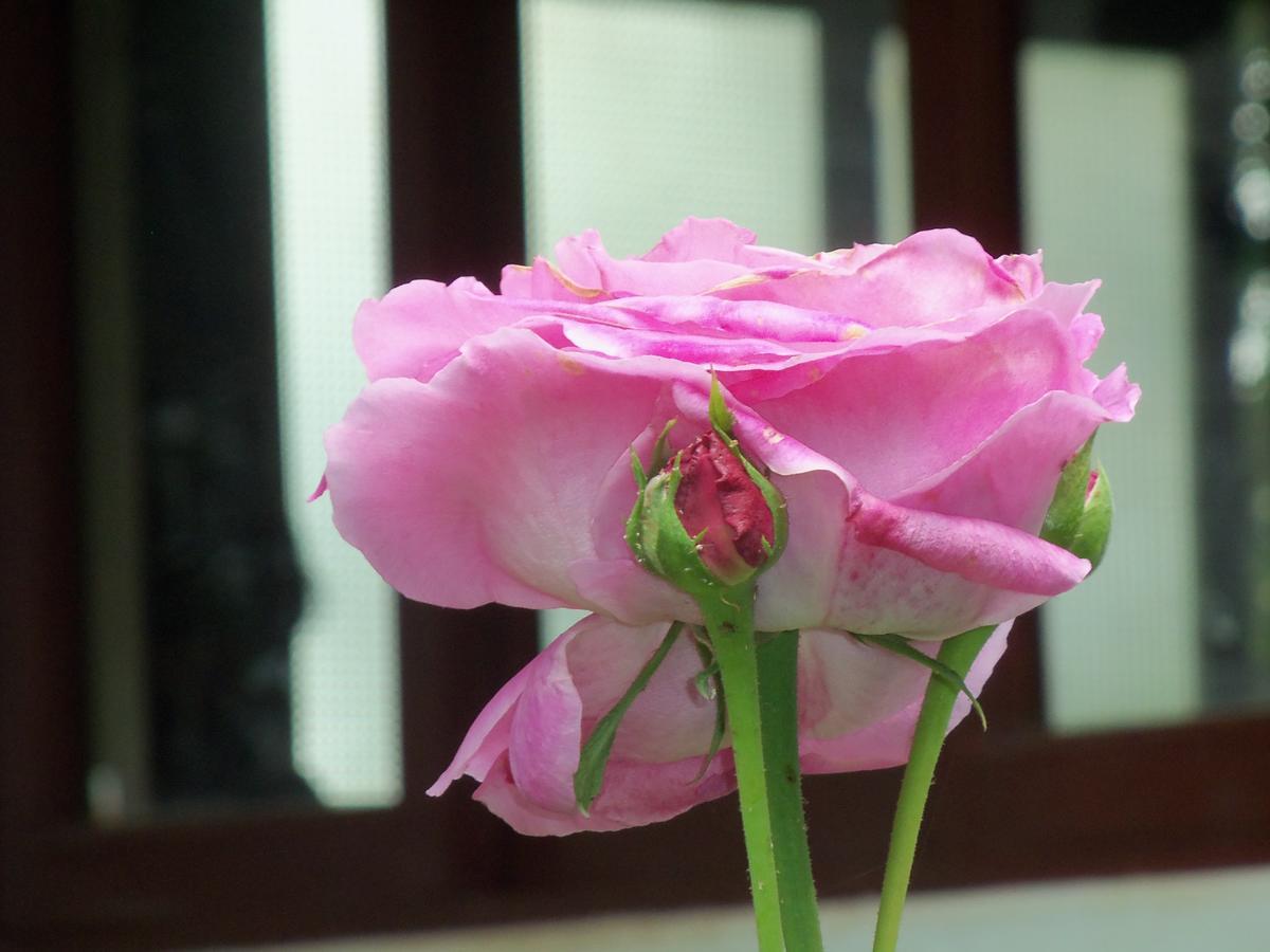 奥克萨潘帕Refugio De Orquideas别墅 外观 照片